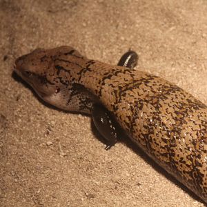 Halmahera blue-tongued skink (Tiliqua gigas gigas)