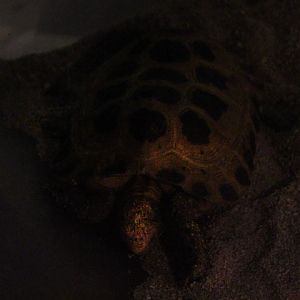 Forsten's tortoise (Indotestudo forstenii)