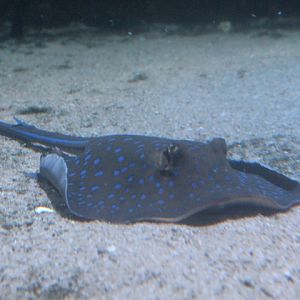 Bluespotted ribbontail ray (Taeniura lymma)