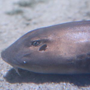 Brownbanded bamboo shark (Chiloscyllium punctatum)