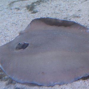 Dwarf whipray (Brevitrygon walga)