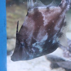 Fan-bellied leatherjacket (Monacanthus chinensis)