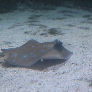 Kuhl's maskray (Neotrygon kuhlii)