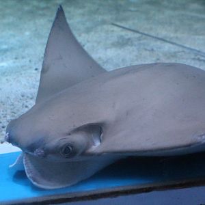 Flapnose ray (Rhinoptera javanica)
