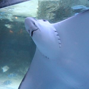 Ocellated eagle ray (Aetobatus ocellatus)