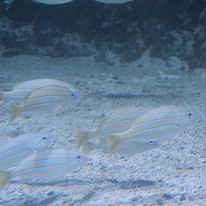 Common bluestripe snapper (Lutjanus kasmira)