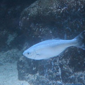 Barred flagtail (Kuhlia mugil)