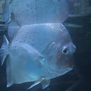 Spotted sicklefish (Drepane punctata)