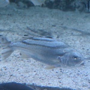 Crescent banded grunter (Terapon jarbua)