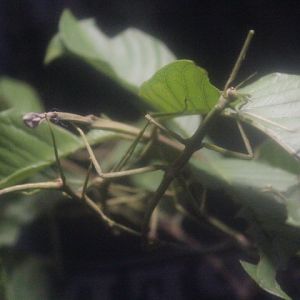 Sumatran stick insect (Pharnacia sumatrana)