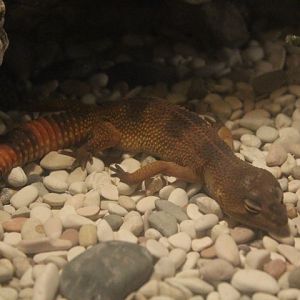 Leopard gecko (Eublepharis macularius)