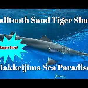 Smalltooth Sandtiger Shark | Hakkeijima Sea Paradise, Dolphin Fantasy [Video Taken November 18 2022] - YouTube