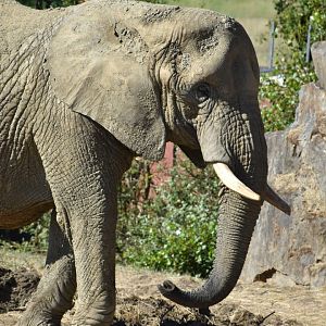 African bush elephant (Loxodonta africana)