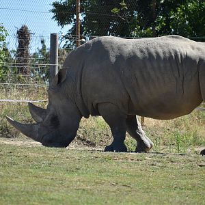 Southern white rhinoceros (Ceratotherium simum simum)