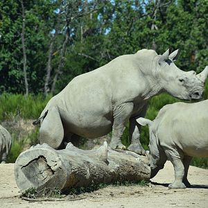 Southern white rhinoceros (Ceratotherium simum simum)