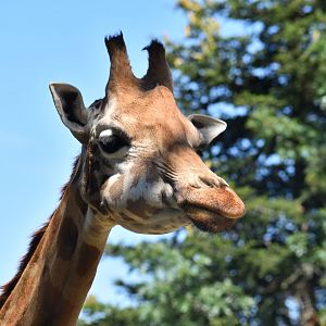 Rothschild's giraffe (Giraffa camelopardalis rothschildi)