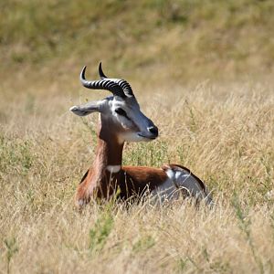 Mhorr gazelle (Nanger dama mhorr)