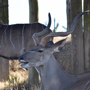Greater kudu (Tragelaphus strepsiceros)