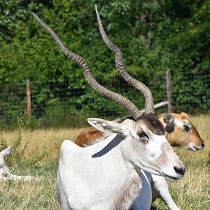 Addax (Addax nasomaculatus)