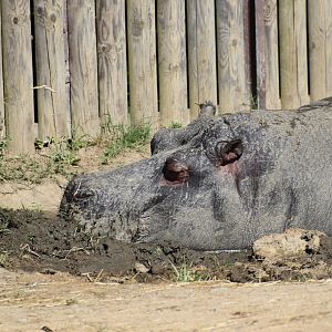 Common hippopotamus (Hippopotamus amphibius)