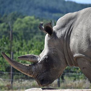 Southern white rhinoceros (Ceratotherium simum simum)