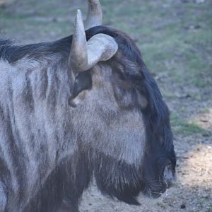 Blue wildebeest (Connochaetes taurinus)