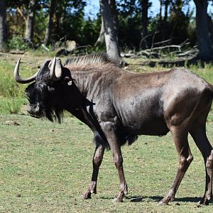 White-tailed gnu (Connochaetes gnou)