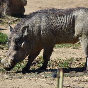 Common warthog (Phacochoerus africanus)