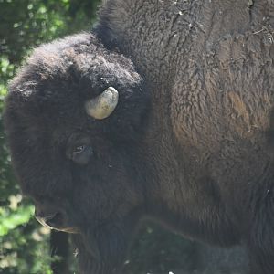 Plains bison (Bison bison bison)