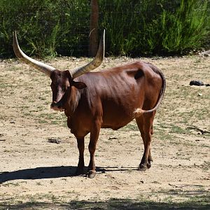 Ankole-Watusi (Bos taurus)