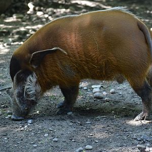 Red river hog (Potamochoerus porcus)