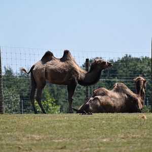 Bactrian camel (Camelus bactrianus)
