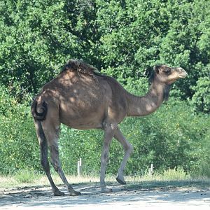 Dromedary (Camelus dromedarius)