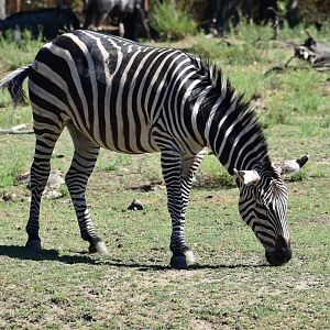 Plains zebra (Equus quagga)