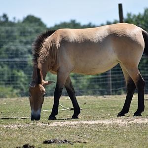 Przewalski's horse (Equus ferus przewalskii)