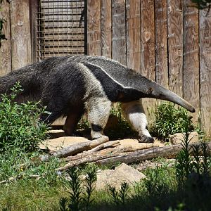 Giant anteater (Myrmecophaga tridactyla)