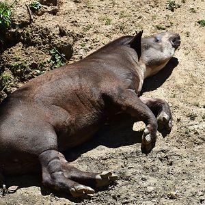 South American tapir (Tapirus terrestris)