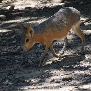 Patagonian mara (Dolichotis patagonum)
