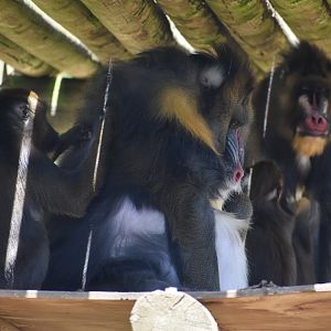 Mandrill (Mandrillus shpinx)