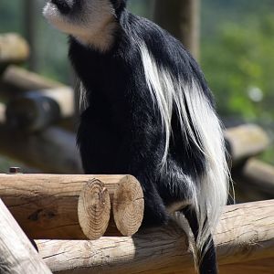 Mantled guereza (Colobus guereza)