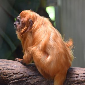 Golden lion tamarin (Leontopithecus rosalia)