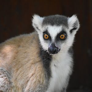 Ring-tailed lemur (Lemur catta)