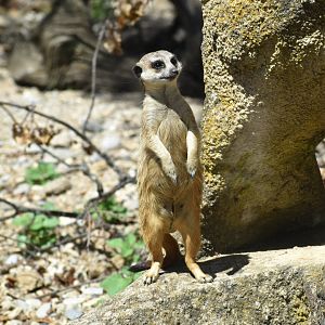 Meerkat (Suricatta suricata)