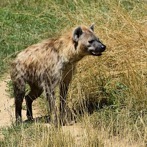 Spotted hyena (Crocuta crocuta)