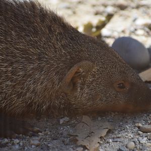 Banded mongoose (Mungos mungo)