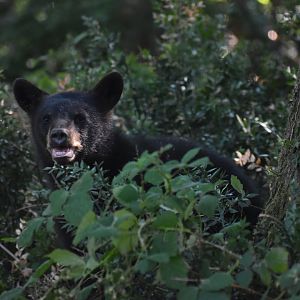 American black bear (Ursus americanus)