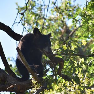 American black bear (Ursus americanus)