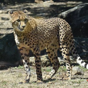 Northeast African cheetah (Acinonyx jubatus soemmeringii)