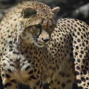Northeast African cheetah (Acinonyx jubatus soemmeringii)