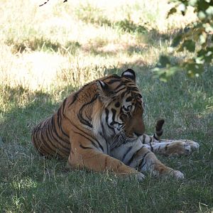 Amur tiger (Panthera tigris altaica)